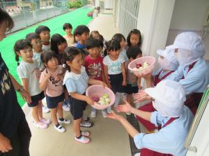 給食さんにタマネギを渡したよ