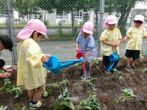 サツマイモ苗植え3