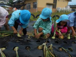 5歳児タマネギ中々抜けないな