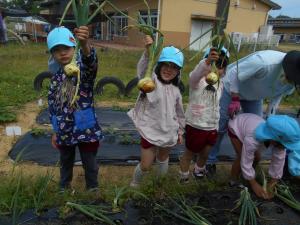 5歳児大きいタマネギが抜けたよ