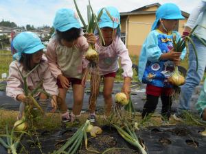 5歳児タマネギいっぱい収穫したよ