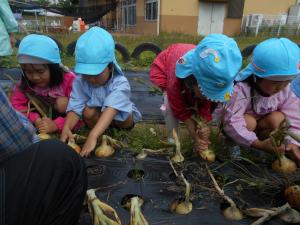 5歳児タマネギ収穫