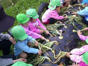 4歳児タマネギの収穫