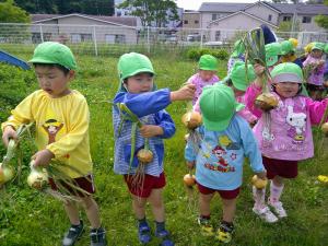 4歳児タマネギ収穫したよ