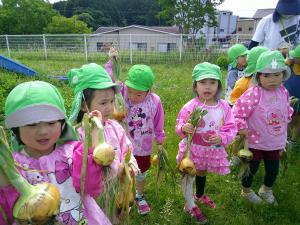 4歳児大きなタマネギがとれたよ