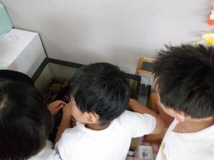 佐保幼　カブト虫2