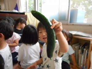 大きなキュウリが出来たよ