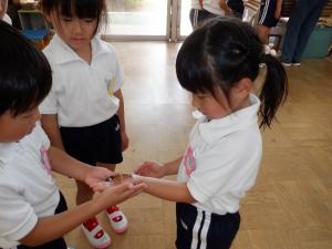 佐保幼　チョウの羽化8