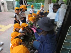 花の紹介にじ