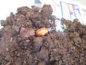 カブトムシの成虫