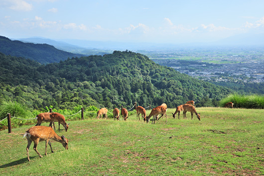 若草山の写真