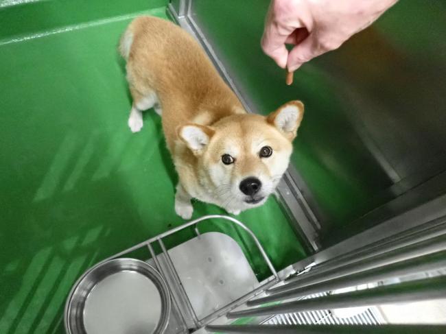いぬ