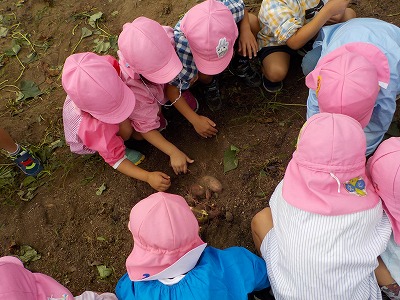 芋ほり（4歳児）の画像3