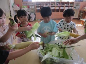 とうもろこしの皮を剥く子ども