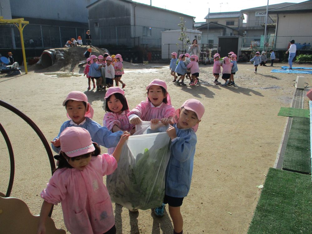 カブがたくさんできました！！＜4歳児＞の画像５