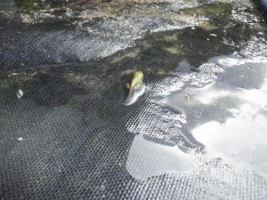 佐保幼　カエルになったよ