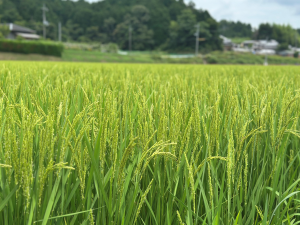 田んぼの様子②