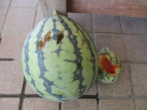すいかとり