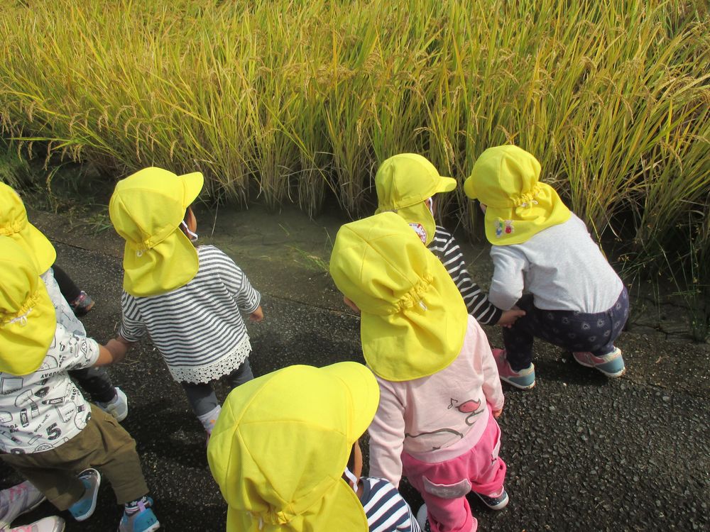 1歳児　こども園の近くの田んぼ道への画像1