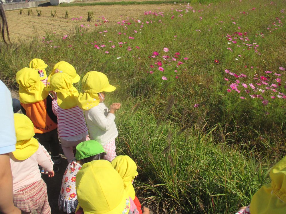 1歳児　こども園の近くの田んぼ道への画像4