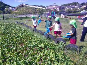 4歳児サツマイモの水やりをしています