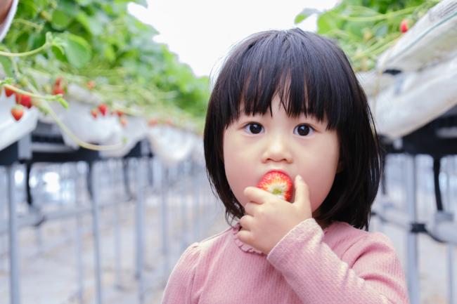 めいとく農園の古都華3(photo by mitto) くらしの風景