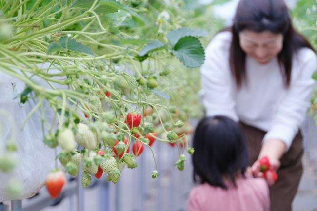 めいとく農園の古都華5(photo by mitto) くらしの風景