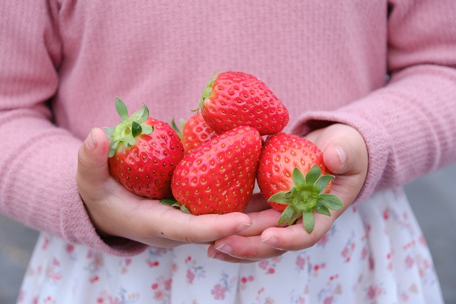 めいとく農園の古都華8 (photo by mitto) くらしの風景