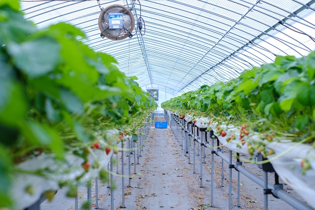 めいとく農園の古都華9(photo by mitto) くらしの風景