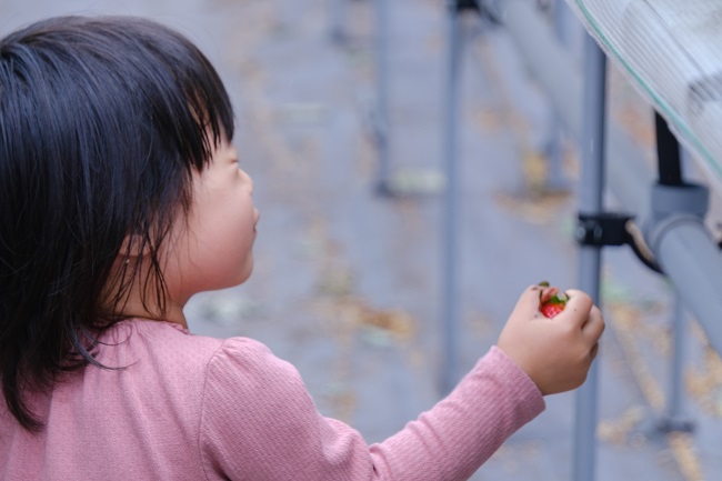 めいとく農園の古都華10(photo by mitto) おいしい くらしの風景