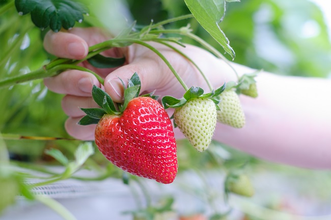 めいとく農園の古都華6(photo by mitto) おいしい