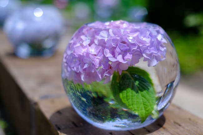 般若寺のアジサイ1 (photo by mitto) 季節