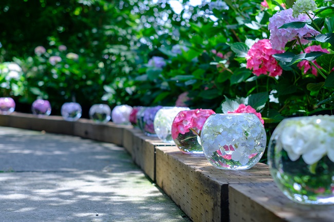 般若寺のアジサイ5 (photo by mitto) 季節