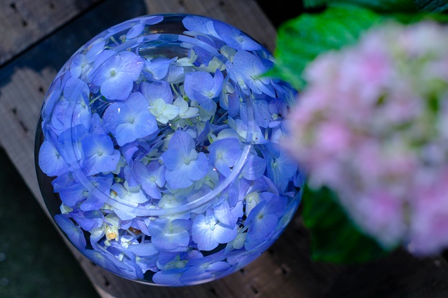 般若寺のアジサイ6(photo by mitto) 季節