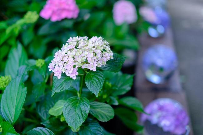 般若寺のアジサイ(photo by mitto)季節