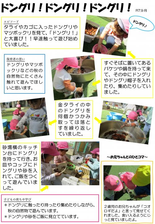 どんぐり