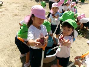 イモが出てきたよ