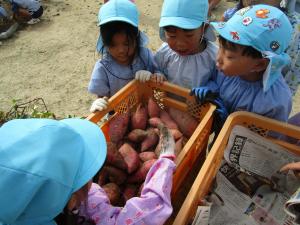 芋たくさんとれたよ