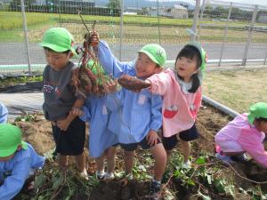 4歳児　芋ほり