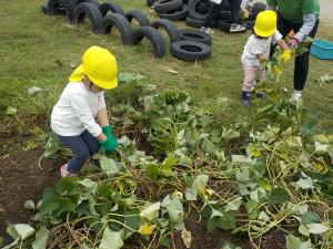 芋のツルを引っ張る子供