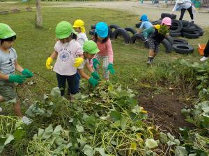 友達と芋のツルを引っ張っている