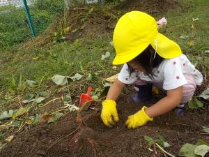 土の中から芋を見つけた子ども