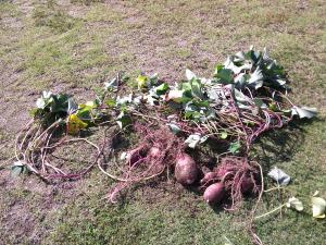 収穫したサツマイモ