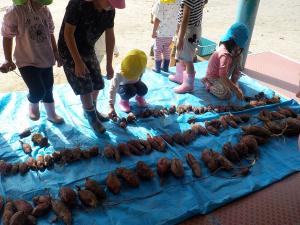 芋を並べているところ