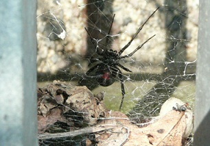 セアカゴケグモの「巣」の画像