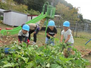 年長組がつるを取り除いています。