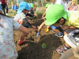 最初はスコップでそろそろ掘り始めていきます。