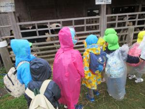 子牛やヤギも見学させてもらいました。奥から『モウーッ！』と鳴き声も聞こえました。