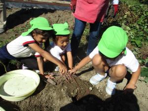 土の中からいものつるを引っ張っている子ども達