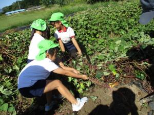 さつまいものつるを子ども達で引っ張っている